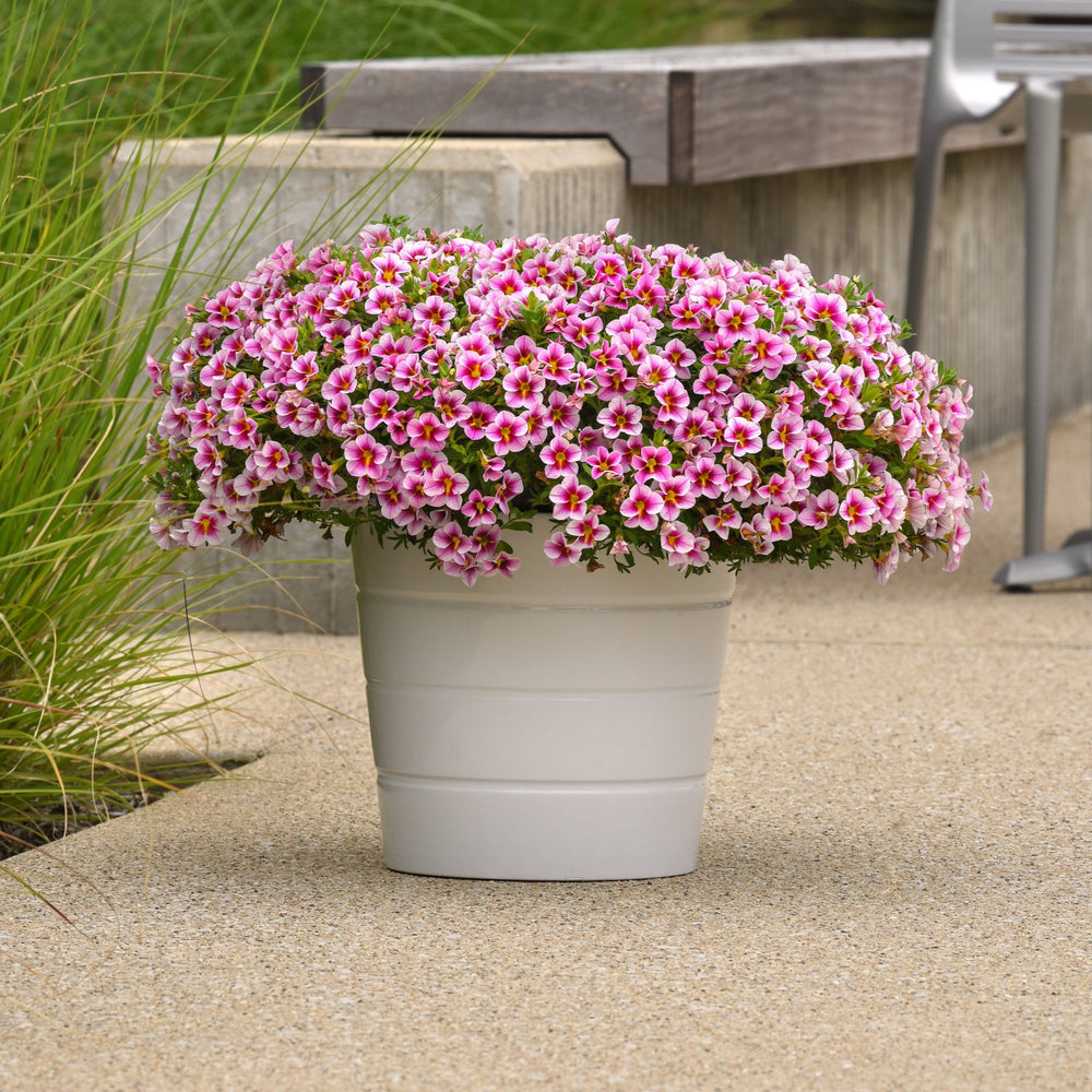 Calibrachoa hybrida 'KLECA23958' ~ MiniFamous® Uno Pink Starfruit Calibrachoa-ServeScape