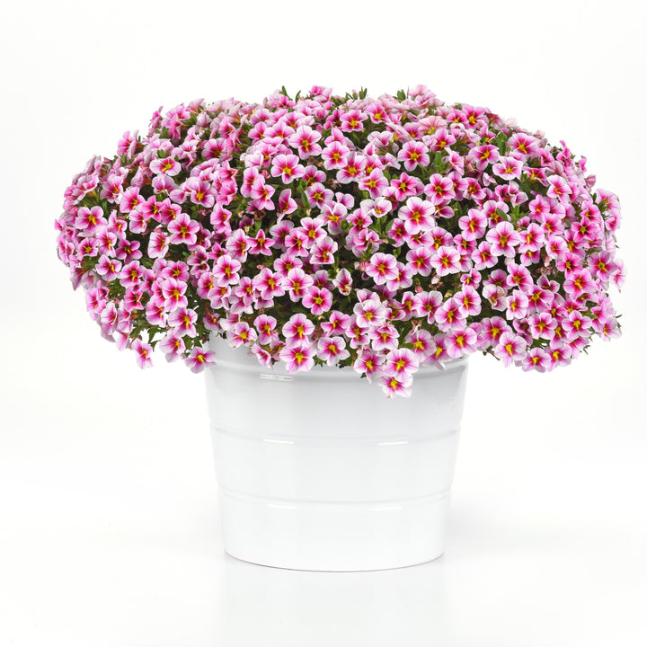 Calibrachoa hybrida 'KLECA23958' ~ MiniFamous® Uno Pink Starfruit Calibrachoa-ServeScape
