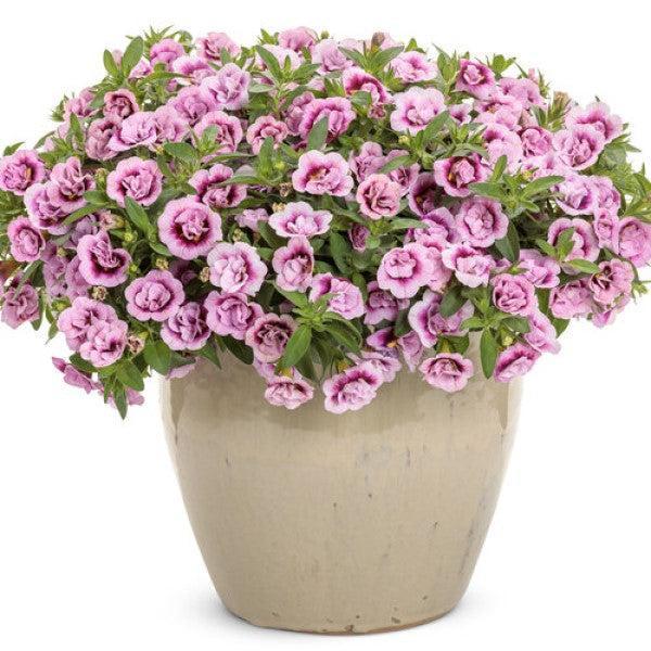 Calibrachoa hybrid 'KLECA23454' ~ PW® Superbells® Double Smitten Pink Calibrachoa-ServeScape
