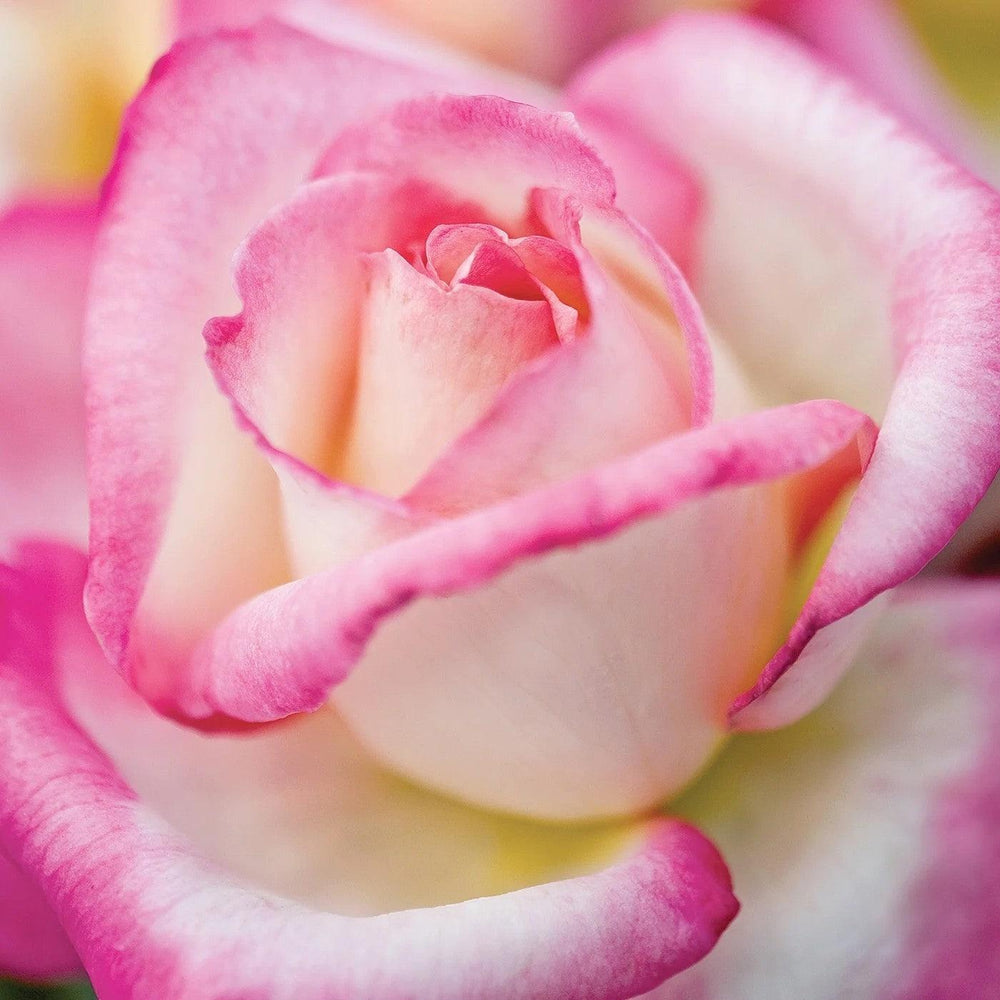 Rosa 'Meibihars' PP 21,388 ~ California Dreamin’™ Rose-ServeScape