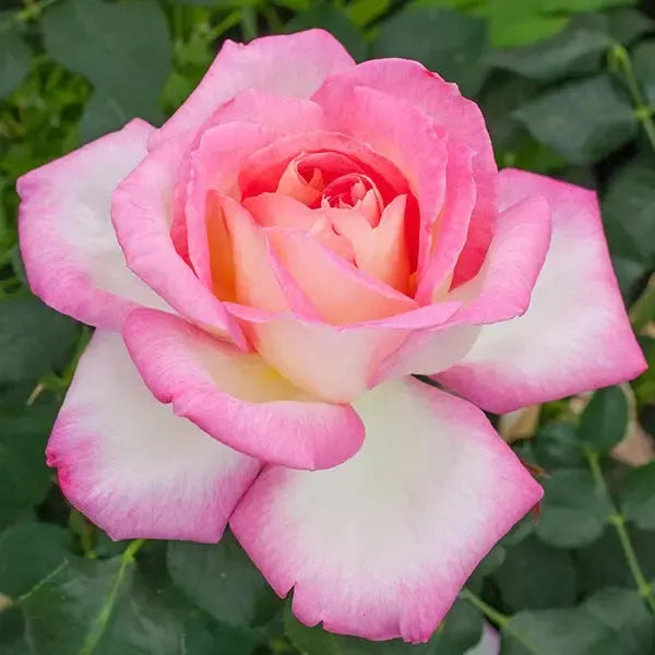 Rosa 'Meibihars' PP 21,388 ~ California Dreamin’™ Rose-ServeScape