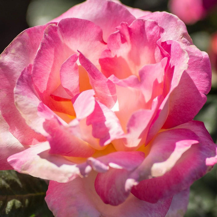 Rosa 'Meibihars' PP 21,388 ~ California Dreamin’™ Rose-ServeScape