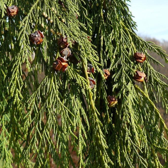 Chamaecyparis nootkatensis 'pendula' ~ Weeping Alaska Cedar-ServeScape