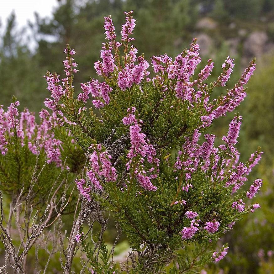 Calluna vulgaris ~ Scotch Heather-ServeScape