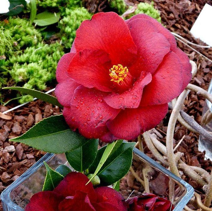 Camellia japonica 'Royal Velvet' ~ Royal Velvet Camellia-ServeScape