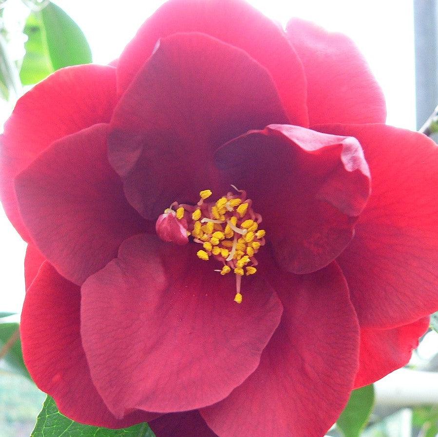 Camellia japonica 'Royal Velvet' ~ Royal Velvet Camellia-ServeScape