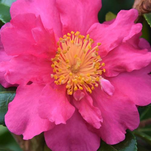Camellia sasanqua 'Sekiyo' ~ Sekiyo Camellia-ServeScape