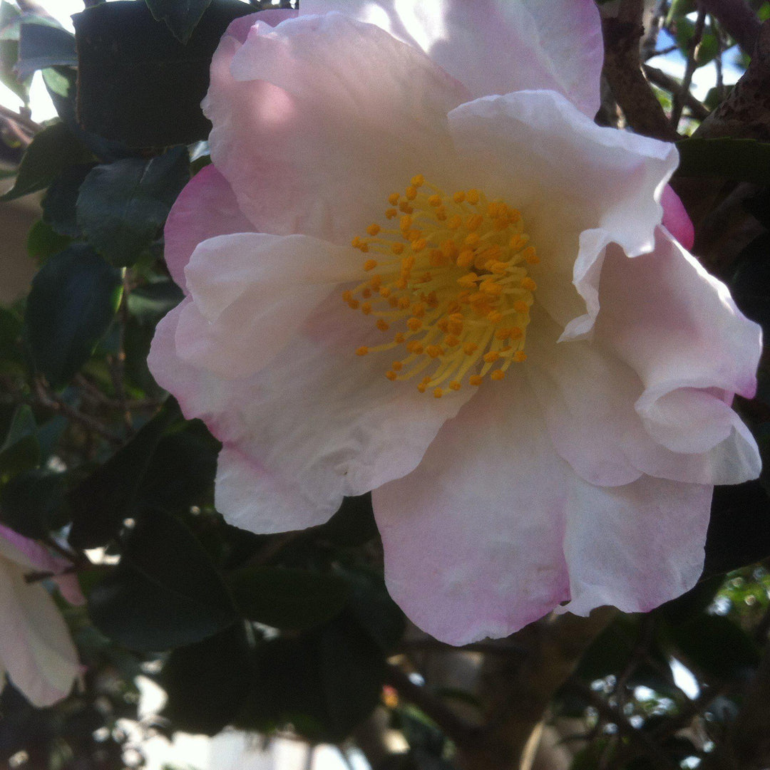 Camellia sasanqua 'Apple Blossom' ~ Apple Blossom Camellia-ServeScape