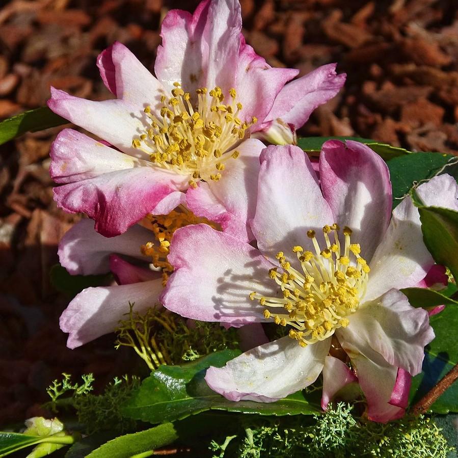 Camellia sasanqua 'Apple Blossom' ~ Apple Blossom Camellia-ServeScape