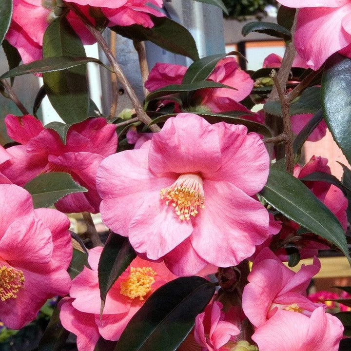 Camellia japonica 'Crimson Candles' ~ Crimson Candles Camellia-ServeScape