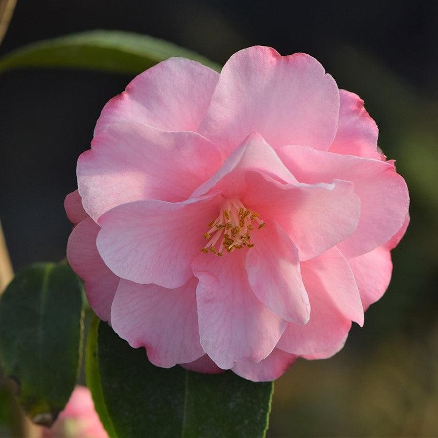 Camellia 'Spring Festival' ~ Spring Festival Camellia-ServeScape