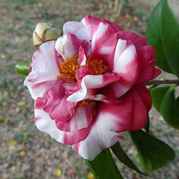 Camellia japonica 'Daikagura' ~ Daikagura Camellia-ServeScape