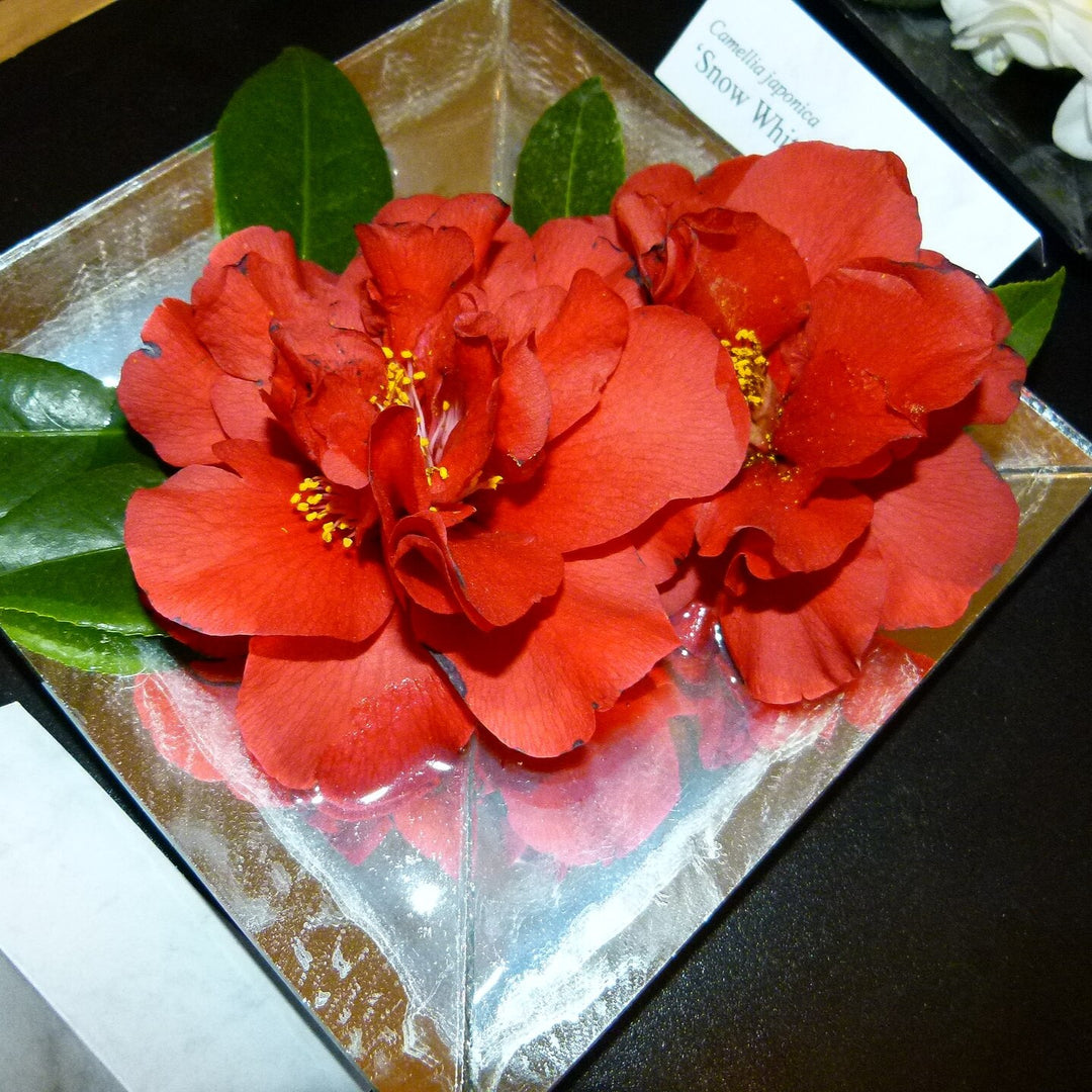 Camellia japonica 'Bob Hope' ~ Bob Hope Camellia-ServeScape