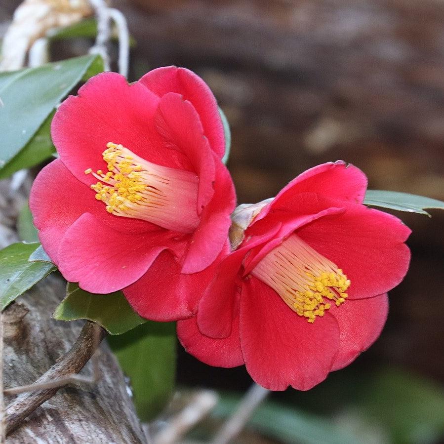 Camellia japonica 'Anacostia' ~ Monrovia® Anacostia Camellia-ServeScape