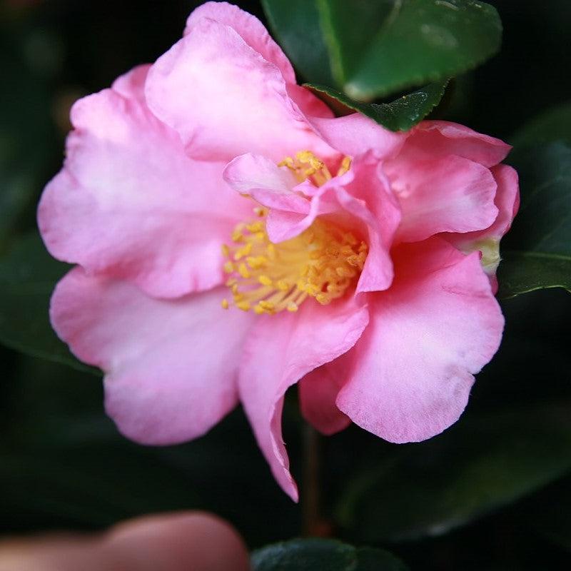 Camellia sasanqua 'Long Island Pink' ~ Long Island Pink-ServeScape