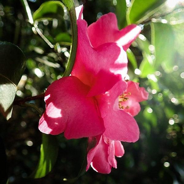 Camellia sasanqua 'Sakiyo' ~ Sakiyo Camellia-ServeScape