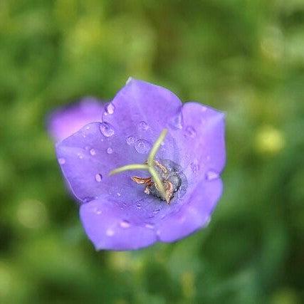 Campanula carpatica 'Blue Clips' ~ Blue Clips Bellflower-ServeScape