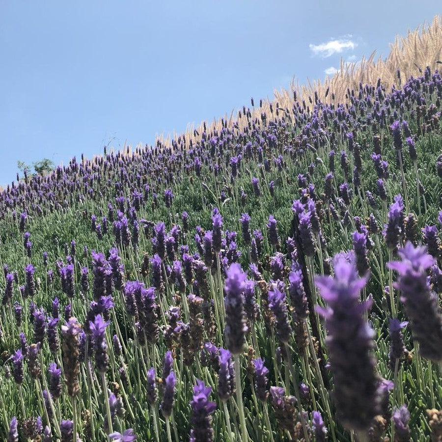 Lavandula dentata ~ French Lavender, Fringed Lavender-ServeScape