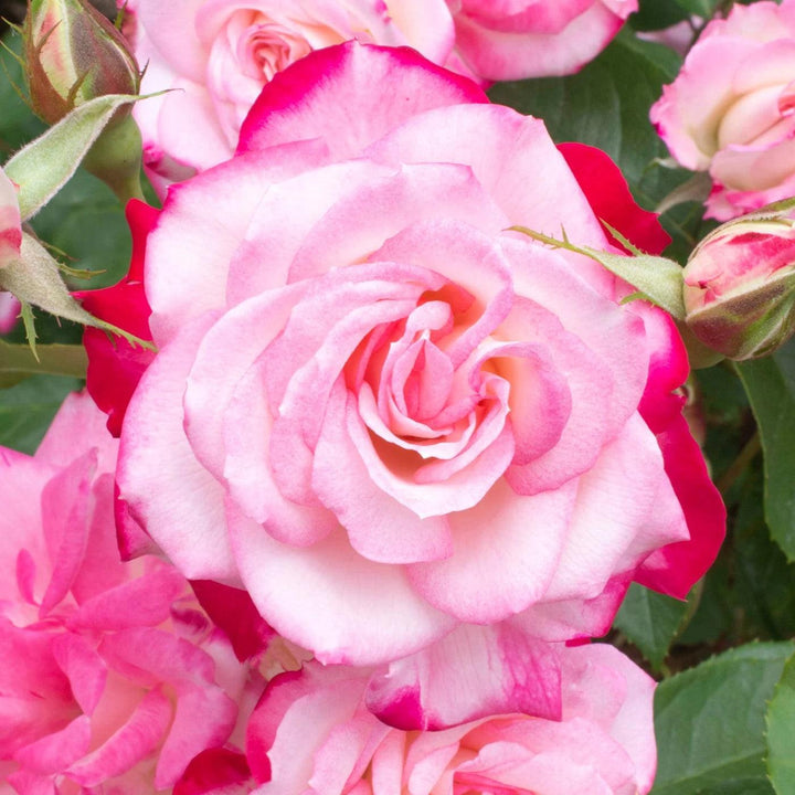 Rosa 'Meiriansois' PP 28,661 ~ Bloomables® Candy Cane Cocktail™ Rose-ServeScape