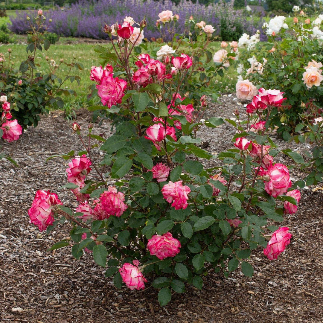 Rosa 'Meiriansois' PP 28,661 ~ Bloomables® Candy Cane Cocktail™ Rose-ServeScape