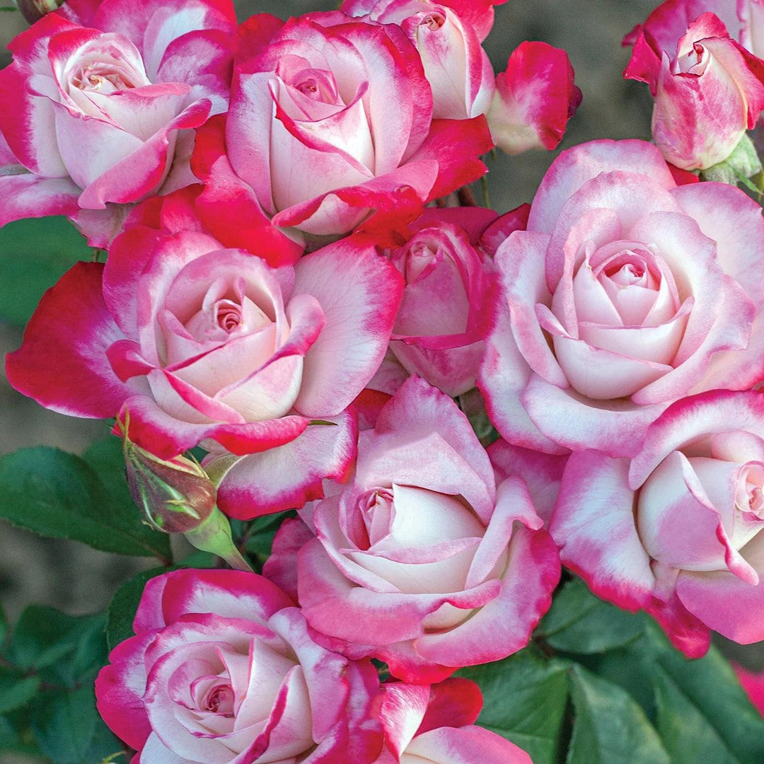 Rosa 'Meiriansois' PP 28,661 ~ Bloomables® Candy Cane Cocktail™ Rose-ServeScape