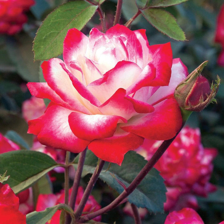 Rosa 'Meiriansois' PP 28,661 ~ Bloomables® Candy Cane Cocktail™ Rose-ServeScape