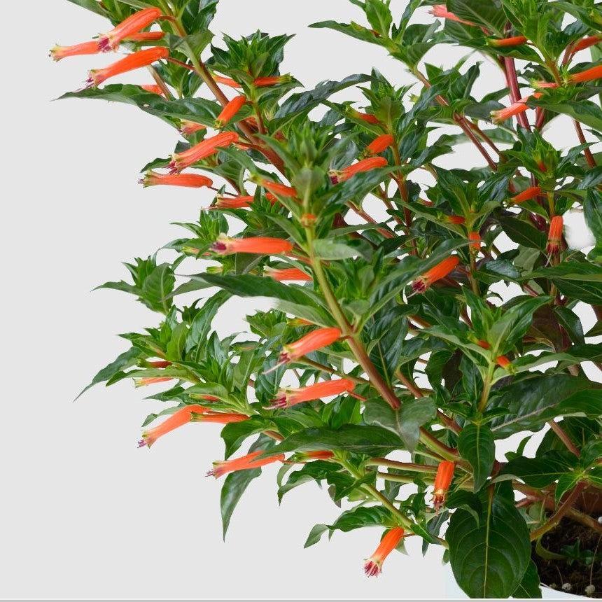 Cuphea hyssopifolia 'Presidente' ~ Cubano™ Presidente Cigar Flower, False Heather-ServeScape