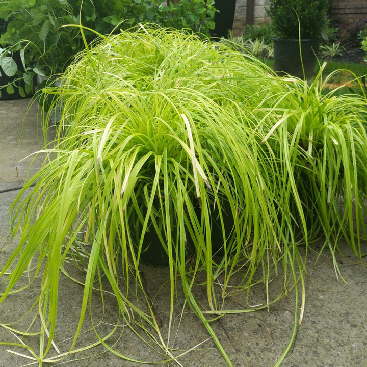 Carex oshimensis 'Everillo' PP#21,002 ~ Monrovia® EverColor® Everillo Sedge-ServeScape