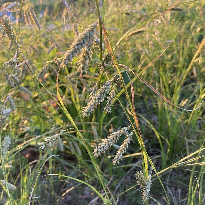 Carex cherokeensis ~ Cherokee Sedge-ServeScape