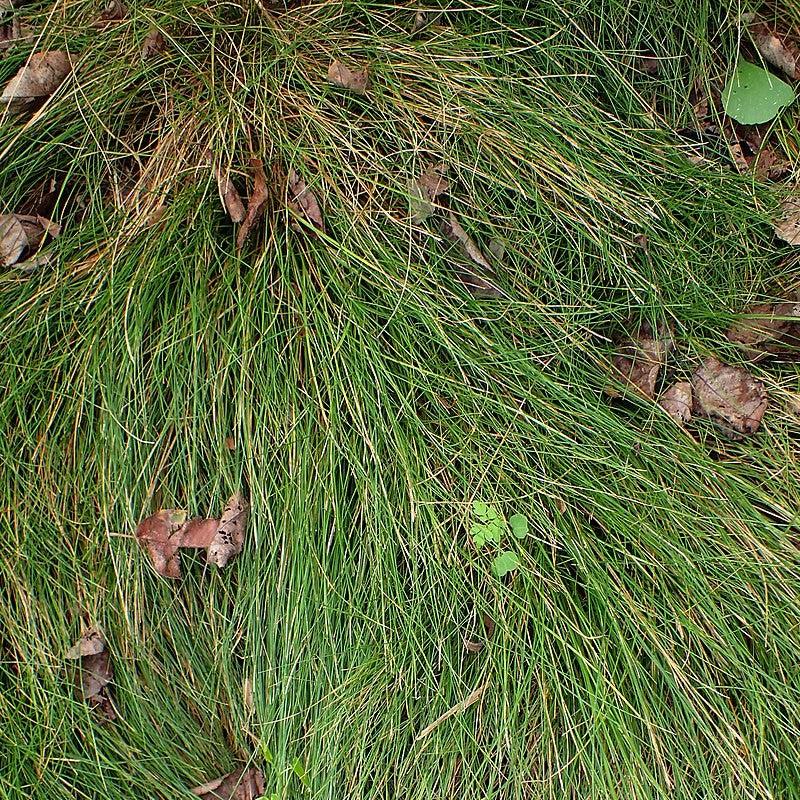 Carex eburnea ~ Bristle-leafed Sedge-ServeScape