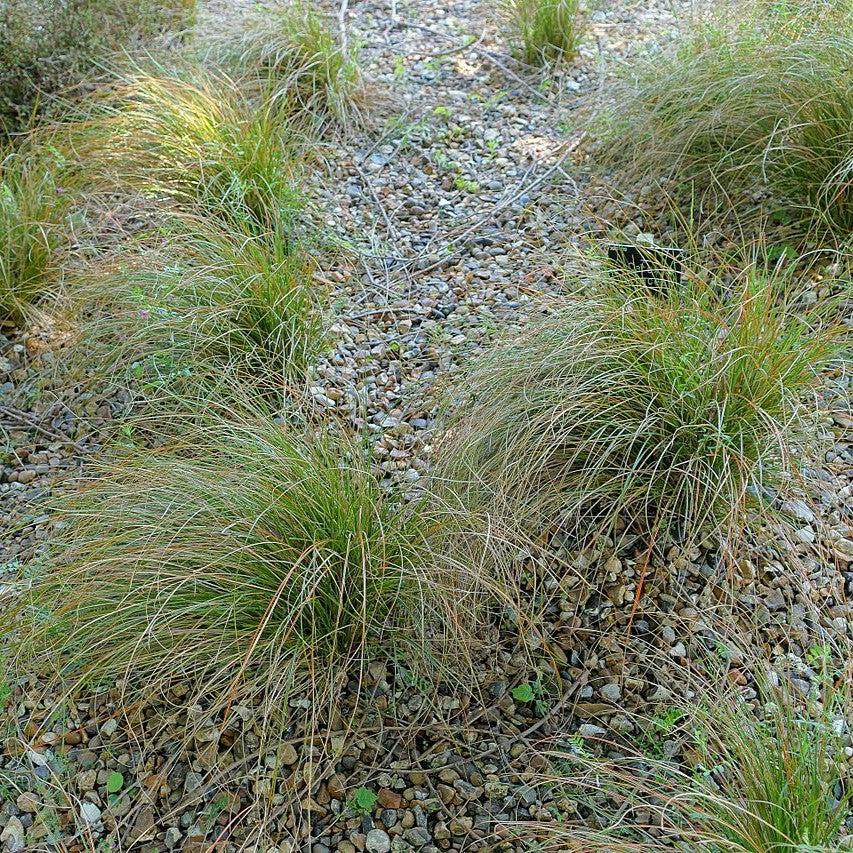 Carex testacea ~ Orange Hair Sedge-ServeScape