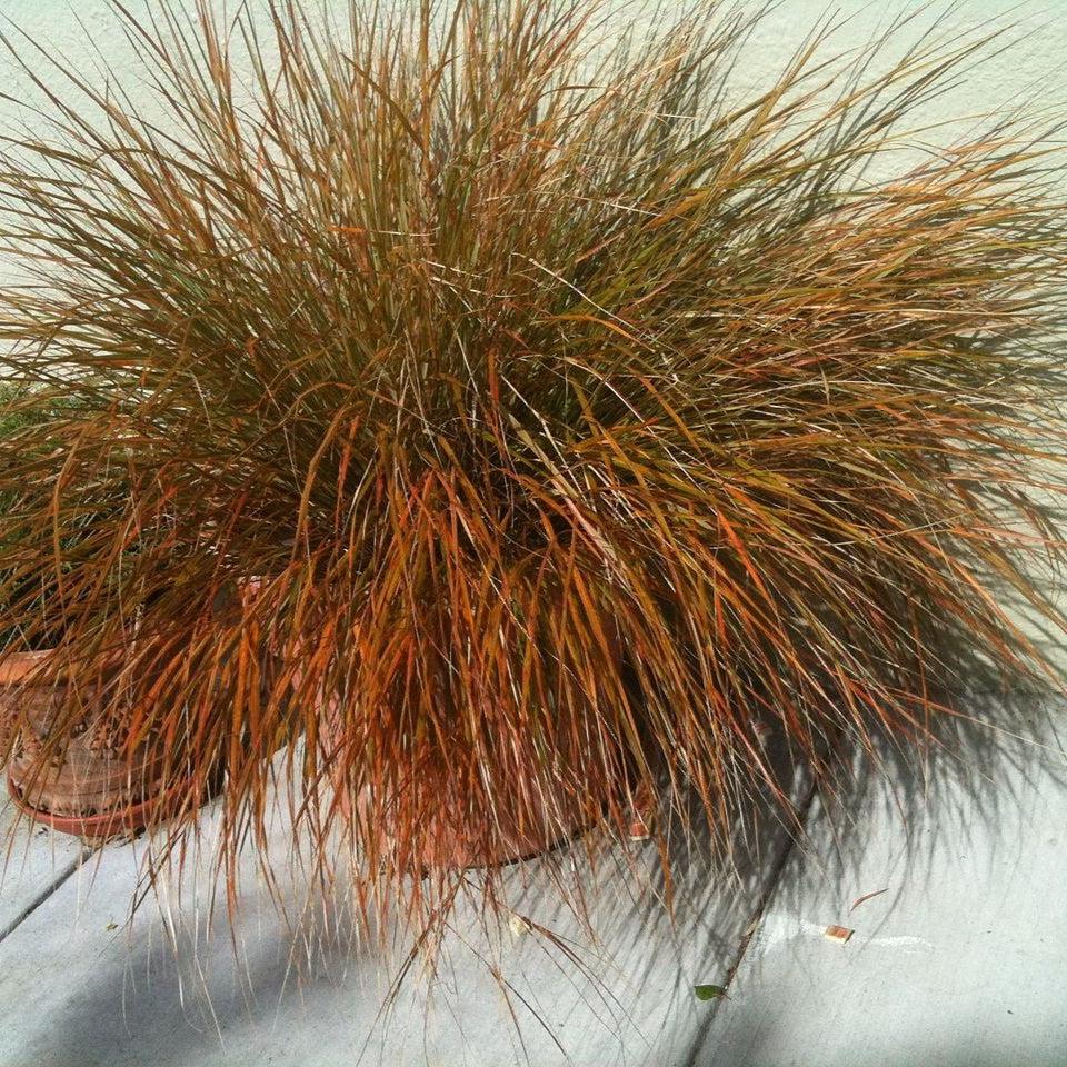 Carex testacea 'Prairie Fire' ~ Prairie Fire Hair Sedge-ServeScape