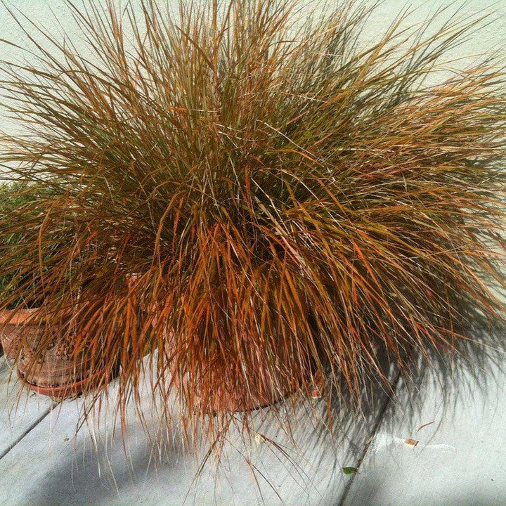 Carex testacea ~ Orange Hair Sedge-ServeScape