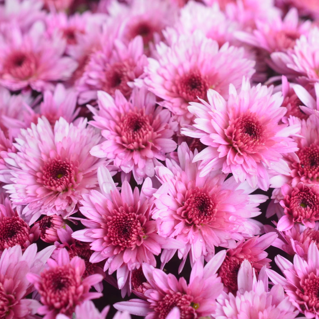 Chrysanthemum x morifolium 'Carousel Pink' ~ Carousel Pink Mum-ServeScape