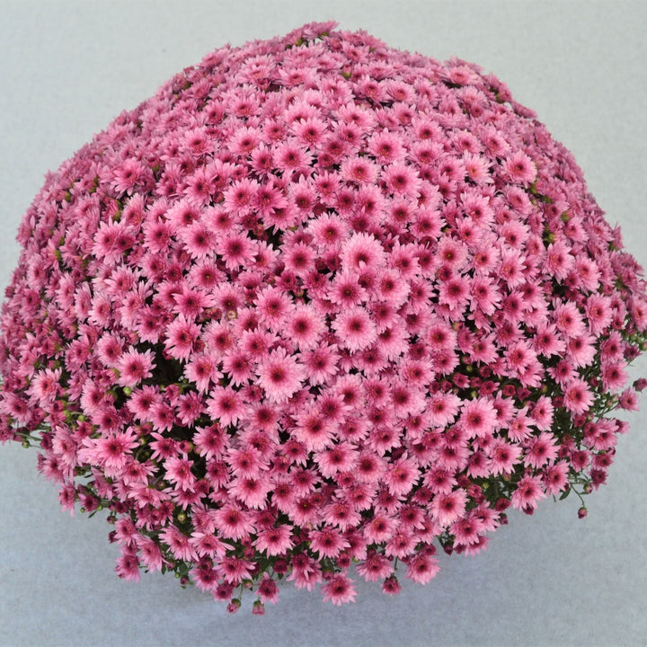 Chrysanthemum x morifolium 'Carousel Pink' ~ Carousel Pink Mum-ServeScape