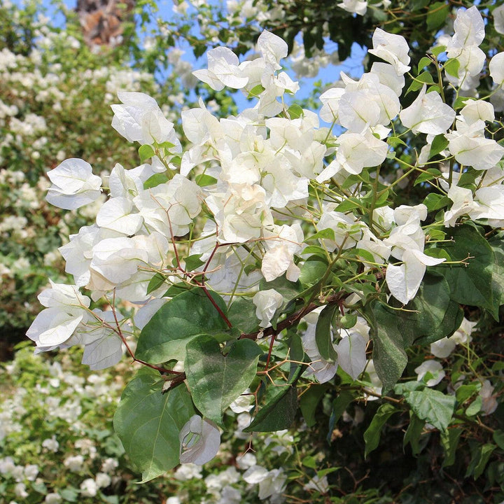 Bougainvillea glabra 'Alba' ~ Monrovia® White Bougainvillea-ServeScape