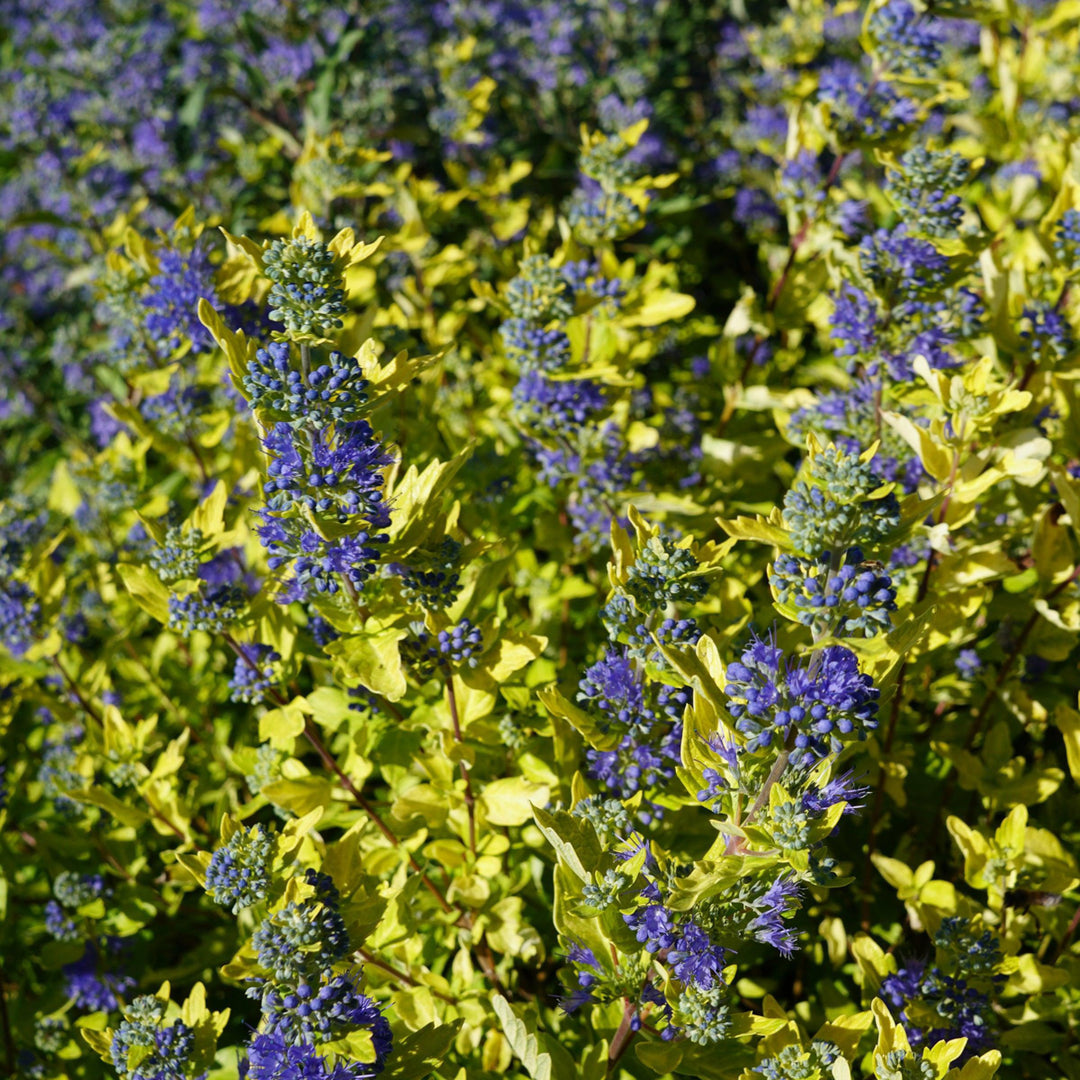 Caryopteris x clandonensis 'Gold Crest' ~ Gold Crest Bluebeard-ServeScape