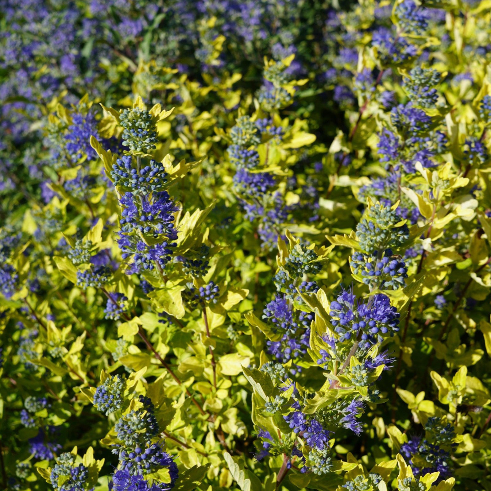 Caryopteris x clandonensis 'Gold Crest' ~ Gold Crest Bluebeard-ServeScape