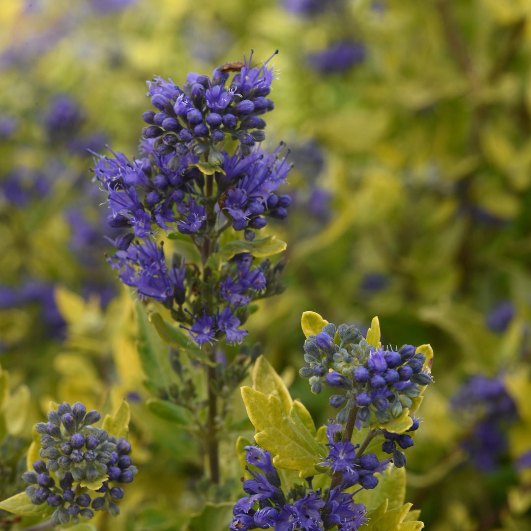 Caryopteris x clandonensis 'Gold Crest' ~ Gold Crest Bluebeard-ServeScape