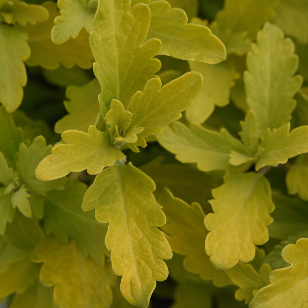 Caryopteris x clandonensis 'Gold Crest' ~ Gold Crest Bluebeard-ServeScape