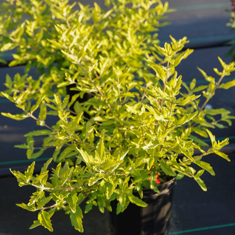 Caryopteris x clandonensis 'Gold Crest' ~ Gold Crest Bluebeard-ServeScape