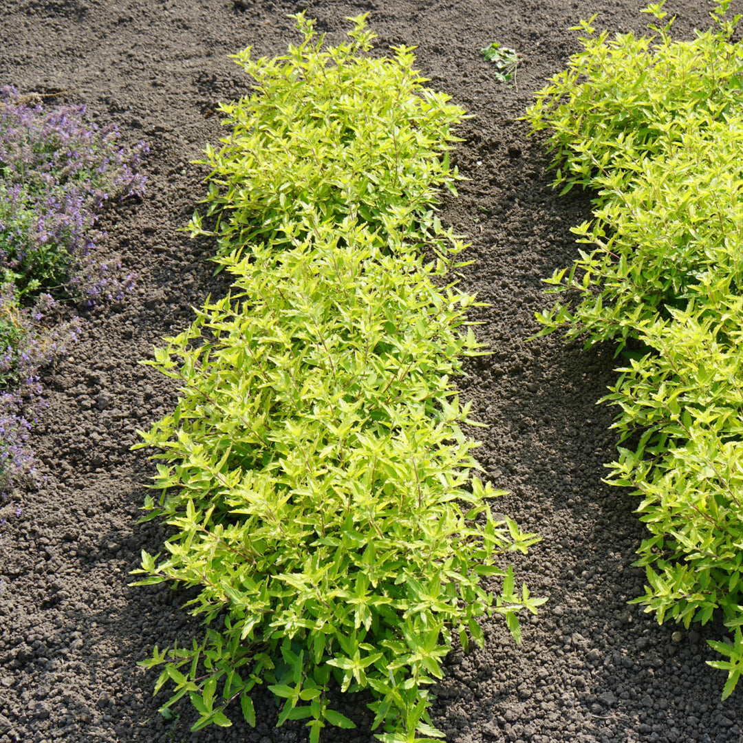 Caryopteris x clandonensis 'Gold Crest' ~ Gold Crest Bluebeard-ServeScape