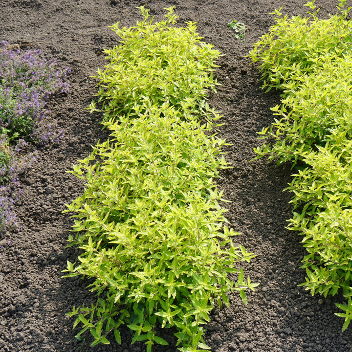 Caryopteris x clandonensis 'Gold Crest' ~ Gold Crest Bluebeard-ServeScape