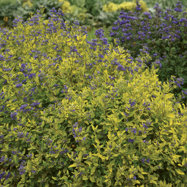 Caryopteris x clandonensis 'Gold Crest' ~ Gold Crest Bluebeard-ServeScape