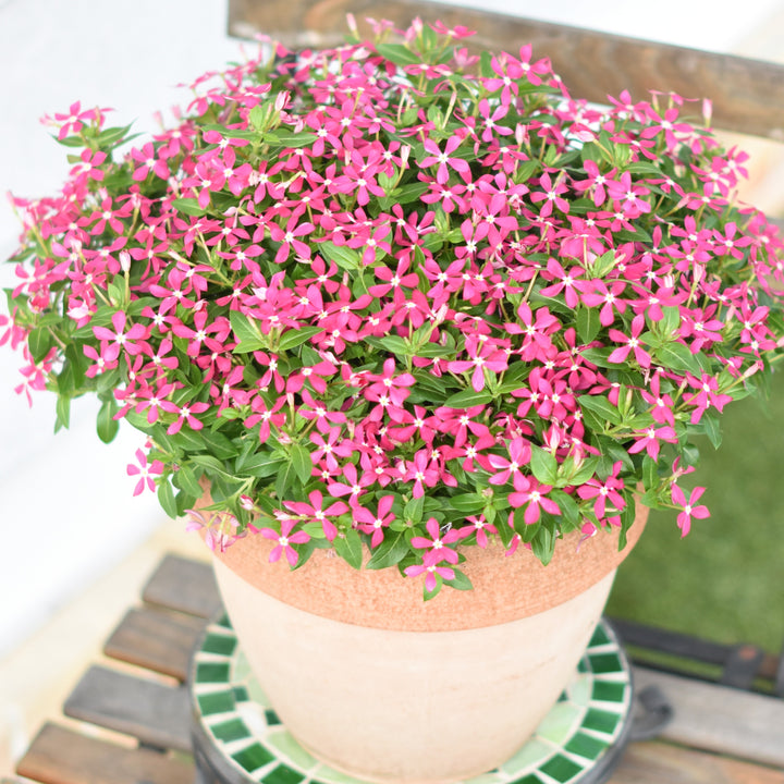 Catharanthus 'SUNCATH 132' ~ PW® Soiree Kawaii® Coral Reef Vinca-ServeScape