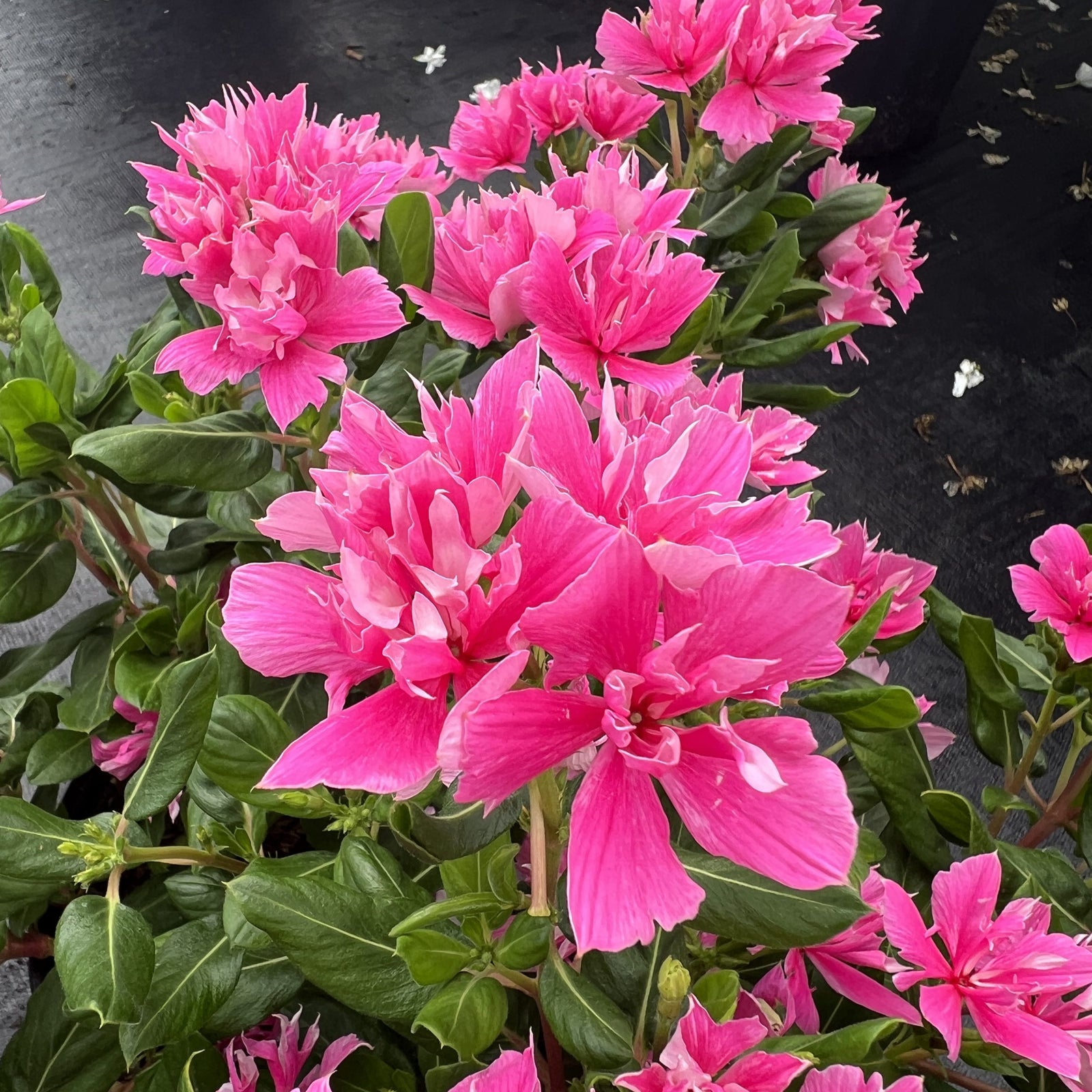 Catharanthus hybrid 'Soiree Double Pink' ~ Soiree® Double Pink Vinca-ServeScape