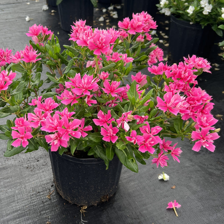 Catharanthus hybrid 'Soiree Double Pink' ~ Soiree® Double Pink Vinca-ServeScape