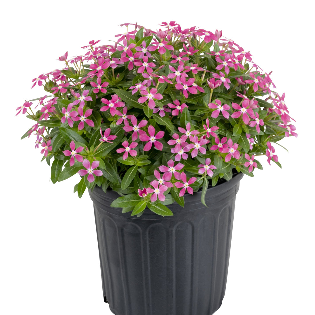 Catharanthus 'SUNCATH 132' ~ PW® Soiree Kawaii® Coral Reef Vinca-ServeScape