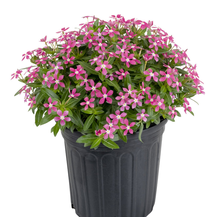 Catharanthus 'SUNCATH 132' ~ PW® Soiree Kawaii® Coral Reef Vinca-ServeScape