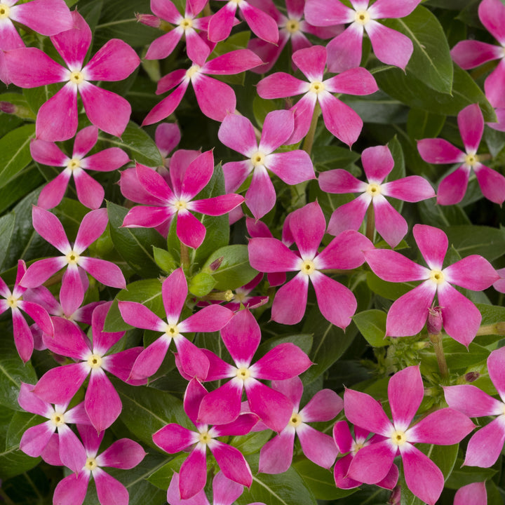 Catharanthus 'SUNCATH 132' ~ PW® Soiree Kawaii® Coral Reef Vinca-ServeScape
